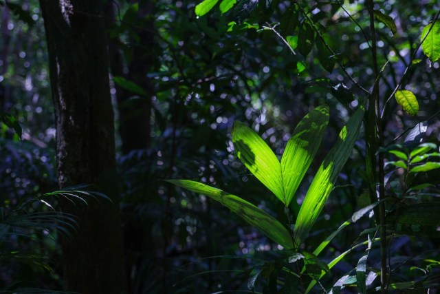 Comunidade de Tumbira, na Reserva de Desenvolvimento Sustentável (RDS) do Rio Negro, no município de Iranduba, no Amazonas