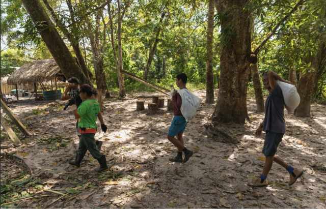 Açaízais no território dos Parintintin