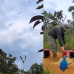 Araras são devolvidas à natureza pelo Ibama; alegria da liberdade; vídeo