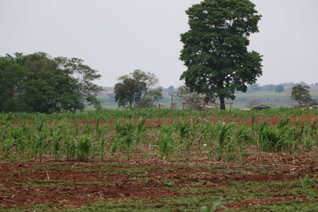 Plantação de soja em território Guarani Kaiowá