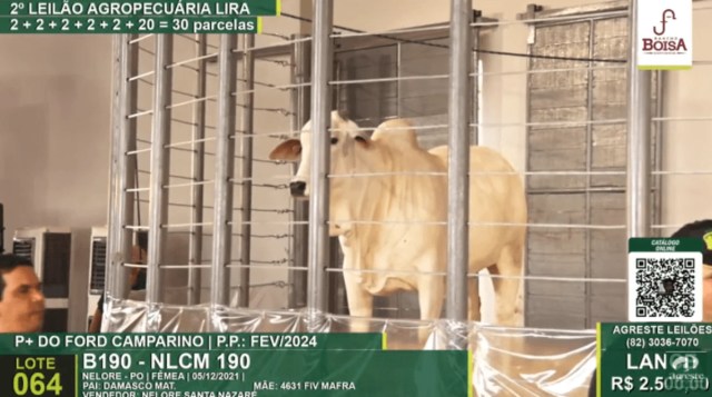 Reprodução de transmissão de leilão da agropecuária Lira. Na imagem, uma vaca fêmea engaiolada