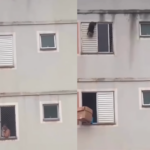 Moradora salva cachorrinho pendurado na janela do 5º andar de prédio com caixa de papelão; vídeo