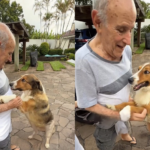 Idoso com Alzheimer se lembra de cãozinho, velho companheiro e emociona redes; vídeo