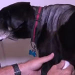 Primeiro cachorro a receber marca-passo vira marco na medicina veterinária no Uruguai