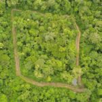 A história de uma onça-pintada resgatada dos incêndios é um reflexo das ameaças à Amazônia