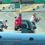 Motoristas param estrada para ajudar mulher que resgatava um cãozinho; solidariedade