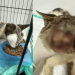 Salve o Hércules: gatinho com rosto devorado por larvas é resgatado por protetor em Fortaleza; ajude na vaquinha