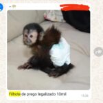 Armas, drogas, carros e macacos: Comando Vermelho usa o WhatsApp para vender de tudo