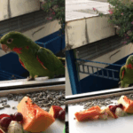 Mulher dá comida para pássaros livres na janela do apartamento e tem o melhor bom dia