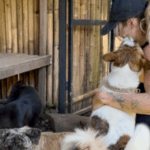 Mulher resgata nove cachorrinhos abandonados, feridos e com fome. O amor transforma; vídeo