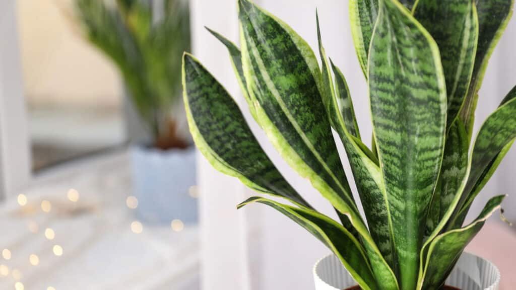 Plantas que atraem boas energias para sua casa; saiba quais são, segundo o Feng Shui
