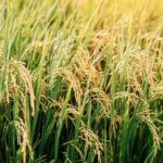 “Quando, no Teixoso, se produziu arroz”