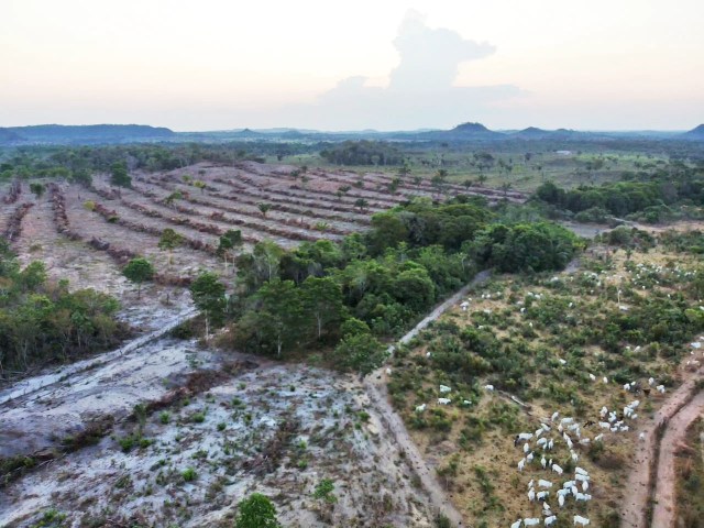 Imagem de drone mostra a destruição causada pela criação de gado a menos de um quilômetro da fronteira da Terra Indígena Arariboia