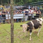 Bezerro salva leilão no Porto Moniz