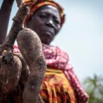 Na Costa do Marfim, mudanças climáticas afetam agricultores e mercados