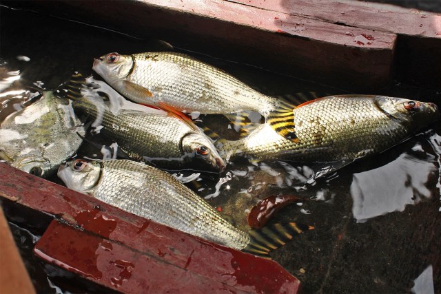 Peixes contaminados retirados de rios afetados pelo garimpo na terra Munduruku.