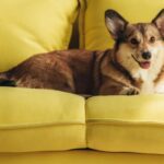 Top 5 brinquedos interativos para manter seu cachorro entretido e feliz!