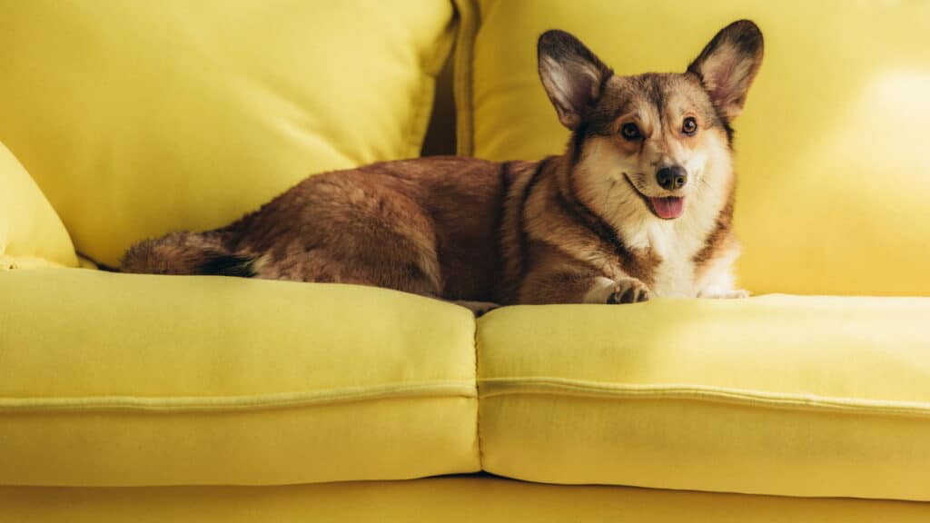 Top 5 brinquedos interativos para manter seu cachorro entretido e feliz!