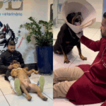 Veterinário brasileiro ‘encantador’ de animais agressivos mostra a técnica que usa em consultas; vídeo
