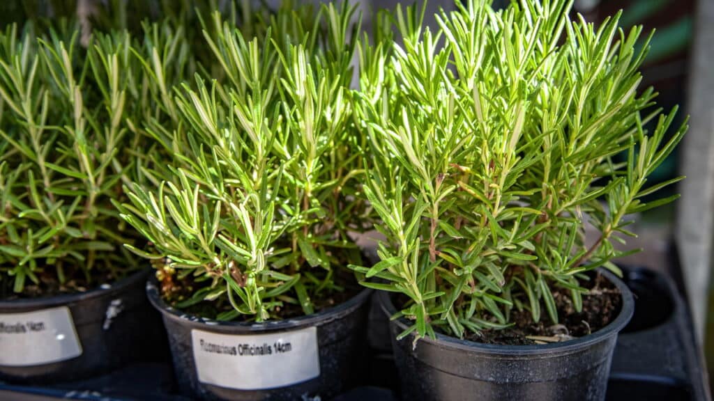 5 plantas poderosas que afastam mosquitos e ainda decoram seu jardim