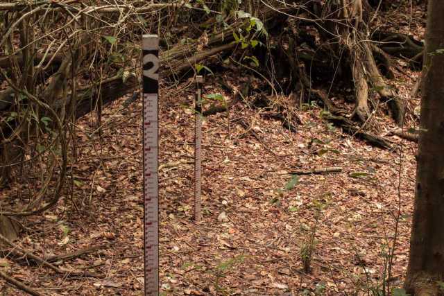 Réguas do Monitoramento Ambiental Territorial Independente na piracema do Odilo, na Volta Grande do Xingu, que, antes da usina de Belo Monte, sempre alagava em fevereiro, mas agora está totalmente seca