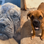 Cachorrinha é resgatada e vídeo de antes e depois viraliza; ela foi adotada