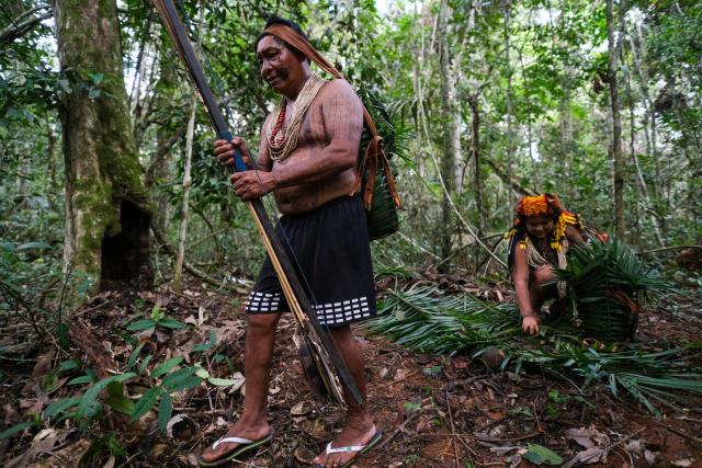 Indígenas da aldeia Barranco Vermelho, Juarez e Gesilene Aikdapa coletam castanha-do-pará nas florestas da Terra Indígena Erikpatsa, do Povo Rikbaktsa.