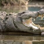 Crocodilos mataram seis pessoas de Janeiro a Julho no centro de Moçambique