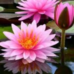 Flor de lótus volta a florescer após 30 anos em lago despoluído; centenas renasceram
