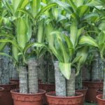 Planta no lugar certo: Feng Shui revela o segredo para trazer prosperidade ao seu lar