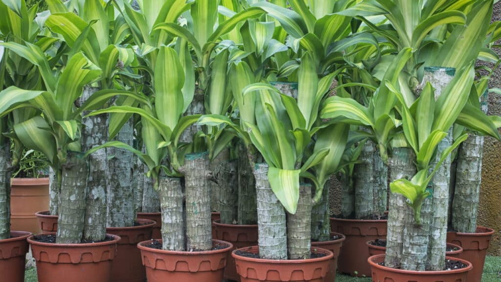 Planta no lugar certo: Feng Shui revela o segredo para trazer prosperidade ao seu lar