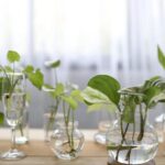 Aprenda a ganhar dinheiro com plantas fáceis de cuidar e vender