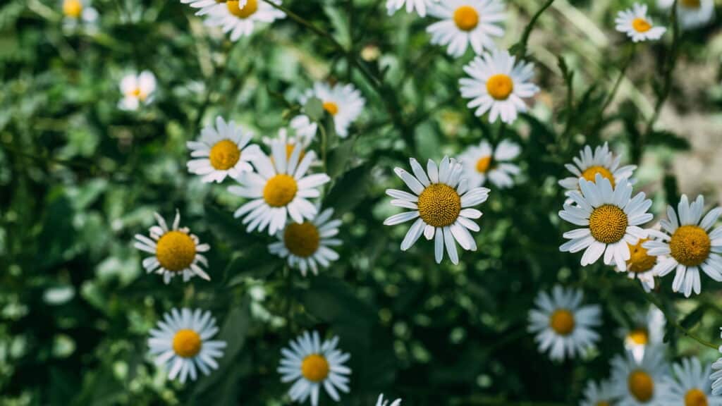 As 5 melhores plantas para a beleza facial que salvam a pele