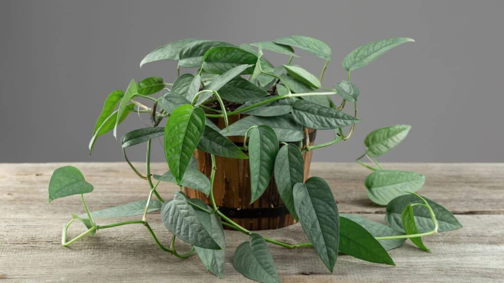 As 4 plantas ideais para criar uma mini floresta dos sonhos em casa
