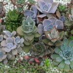 As 7 plantas que não morrem quando você esquece de regá-las