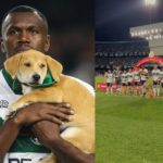 Setembro Caramelo; jogadores entram com cães em campo para incentivar adoção; vídeo