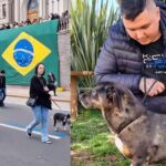 Tutor encontra cão desaparecido nas enchentes do RS em desfile na rua; vídeo
